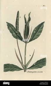 Attēlu rezultāti vaicājumam “Potamogeton lucens”