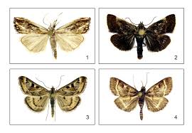 Attēlu rezultāti vaicājumam “Catoptria verellus”