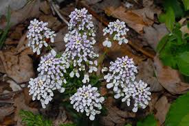 Image result for Iberis umbellata