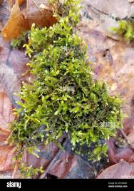 Attēlu rezultāti vaicājumam “Neckera pennata”