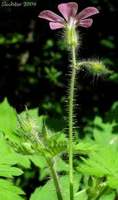 Attēlu rezultāti vaicājumam “Geranium robertianum”