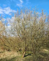 Attēlu rezultāti vaicājumam “Salix caprea”