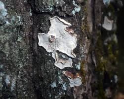 Attēlu rezultāti vaicājumam “Aleurodiscus amorphus”