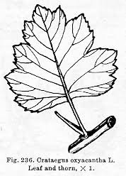 Attēlu rezultāti vaicājumam “Crataegus laevigata leaf”