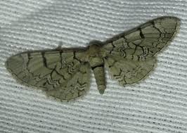 Attēlu rezultāti vaicājumam “Eupithecia venosata”