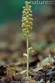 Attēlu rezultāti vaicājumam “Neottia nidus-avis flower”