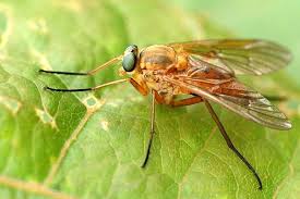 Attēlu rezultāti vaicājumam “Rhynocoris annulatus imago”