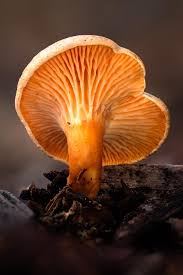 Attēlu rezultāti vaicājumam “Hygrophoropsis aurantiaca”