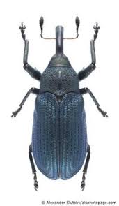 Attēlu rezultāti vaicājumam “Magdalis sp.”