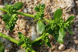 Attēlu rezultāti vaicājumam “Herniaria glabra flower”