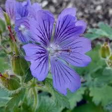 Attēlu rezultāti vaicājumam “Geranium bohemicum bud”