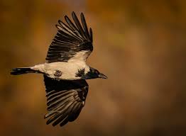 Attēlu rezultāti vaicājumam “Corvus cornix juvenile”