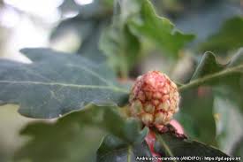 Attēlu rezultāti vaicājumam “Andricus foecundatrix”