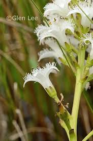 Attēlu rezultāti vaicājumam “Menyanthes trifoliata bud”