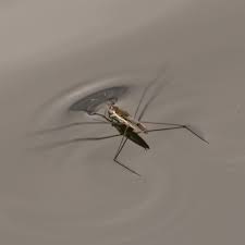 Attēlu rezultāti vaicājumam “Aquarius najas”