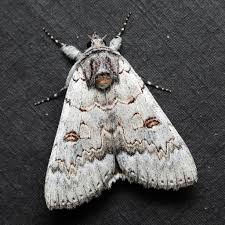 Attēlu rezultāti vaicājumam “Catocala pacta”