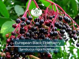 Attēlu rezultāti vaicājumam “Sambucus nigra fruit”