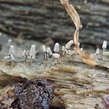 Attēlu rezultāti vaicājumam “Arcyria affinis spores”