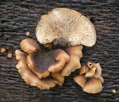 Attēlu rezultāti vaicājumam “Lentinellus ursinus”