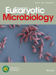 Attēlu rezultāti vaicājumam “Symphytocarpus impexus sessile”