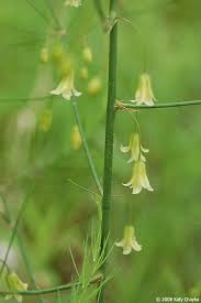 Attēlu rezultāti vaicājumam “Asparagus officinalis leaf”