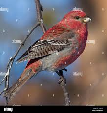 Image result for Pinicola enucleator