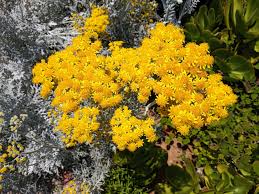 Image result for Cineraria maritima