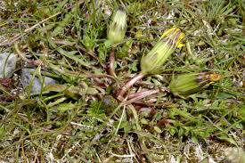 Attēlu rezultāti vaicājumam “Taraxacum suecicum”