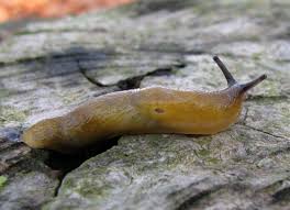 Attēlu rezultāti vaicājumam “Malacolimax tenellus”