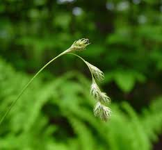 Attēlu rezultāti vaicājumam “Carex arenaria  flower”