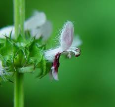 Attēlu rezultāti vaicājumam “Leonurus cardiaca flower”