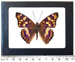 Attēlu rezultāti vaicājumam “Apatura ilia”