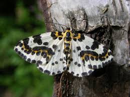 Attēlu rezultāti vaicājumam “Abraxas grossulariata”