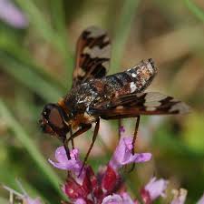 Attēlu rezultāti vaicājumam “Exoprosopa capucina”