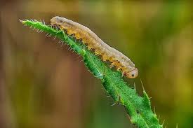 Attēlu rezultāti vaicājumam “Aphelia paleana larva”