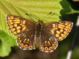 Attēlu rezultāti vaicājumam “Hamearis lucina underside”