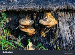 Attēlu rezultāti vaicājumam “Phellinus robustus”