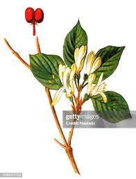 Attēlu rezultāti vaicājumam “Lonicera xylosteum bud”