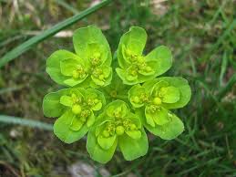 Attēlu rezultāti vaicājumam “Euphorbia helioscopia”