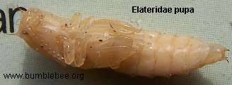 Attēlu rezultāti vaicājumam “Elateridae larva”