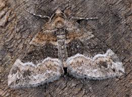 Attēlu rezultāti vaicājumam “Perizoma bifaciata”