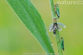 Attēlu rezultāti vaicājumam “Cicadella viridis”