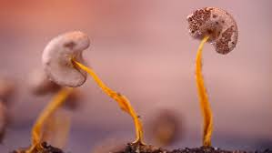 Attēlu rezultāti vaicājumam “Physarum pezizoideum stalked”