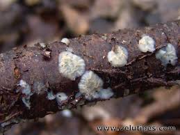 Attēlu rezultāti vaicājumam “Exidia thuretiana”