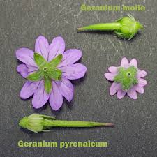 Attēlu rezultāti vaicājumam “Geranium molle flower”