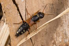 Attēlu rezultāti vaicājumam “Staphylinus erythropterus”