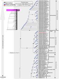 Attēlu rezultāti vaicājumam “Cetrelia sp.”