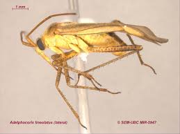 Attēlu rezultāti vaicājumam “Adelphocoris lineolatus imago”