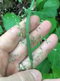 Attēlu rezultāti vaicājumam “Poa pratensis fruit”