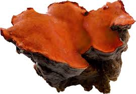 Attēlu rezultāti vaicājumam “Antrodia macra”